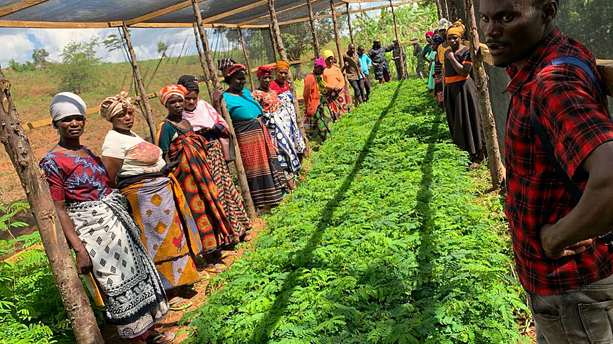 Shade trees for distribution at a Tanzanian AMCOS cooperative