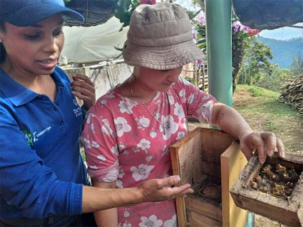 A beehive at a coffee farm in Colombia