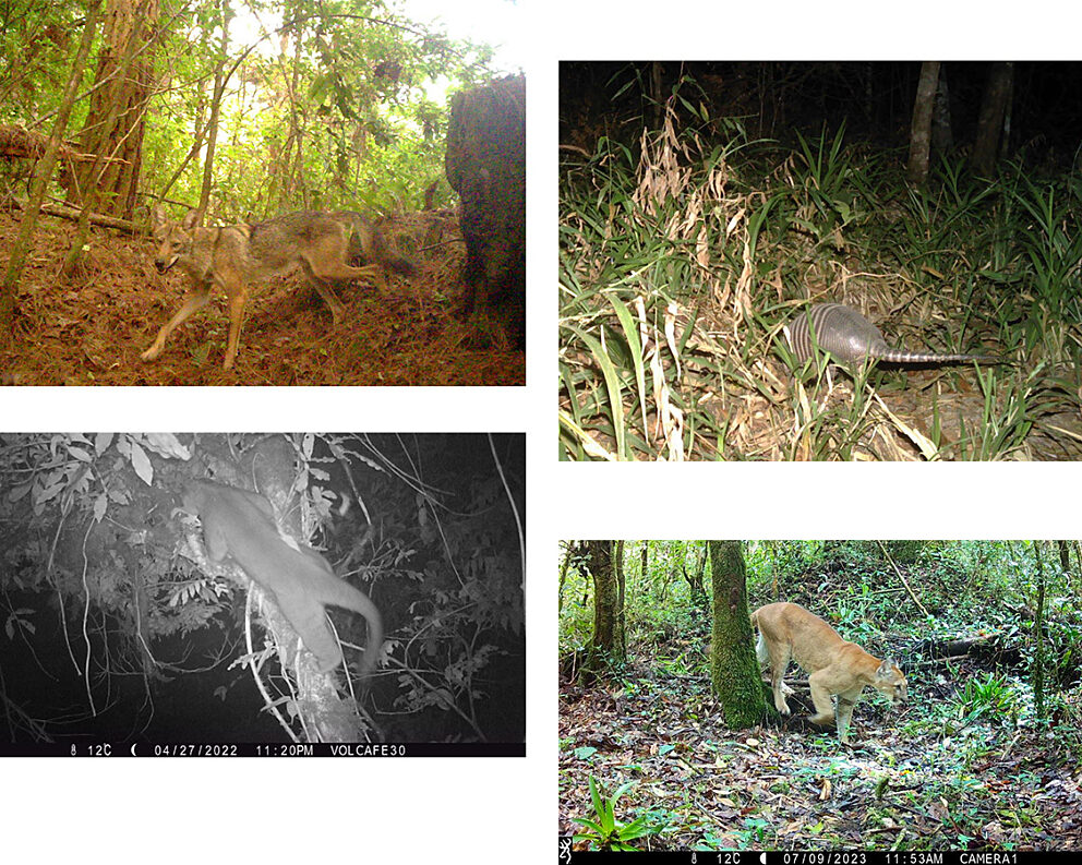 Montage of wildlife captured by remote cameras, Puma project, Guatemala