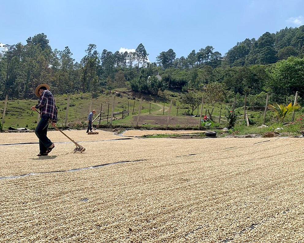 Coffee farmers dry beans on a patio in Guatemala