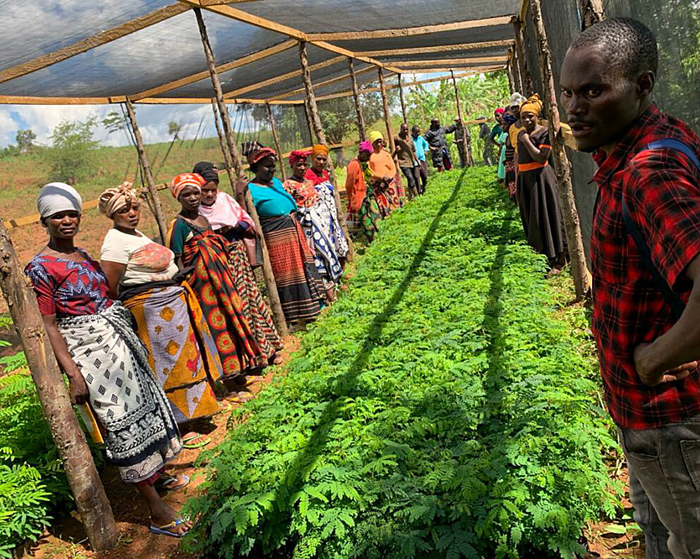 Shade trees for distribution at a Tanzanian AMCOS cooperative