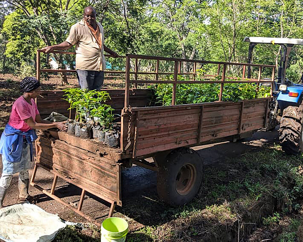 Distributing shade tree saplings, Tanzania