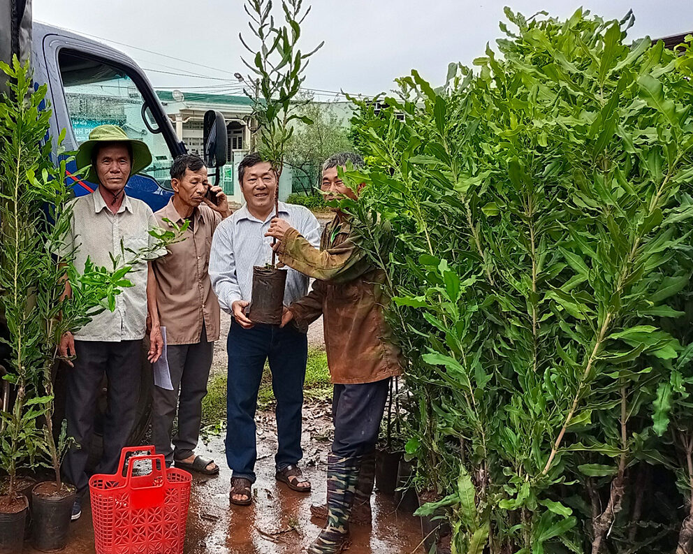 Shade tree saplings for intercropping at coffee farms in Vietnam